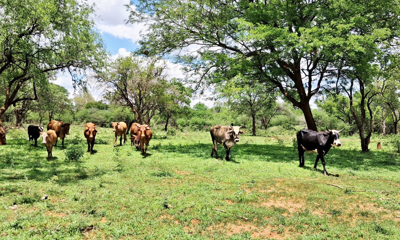 Cattle grazing on school-managed land at Siganda Secondary