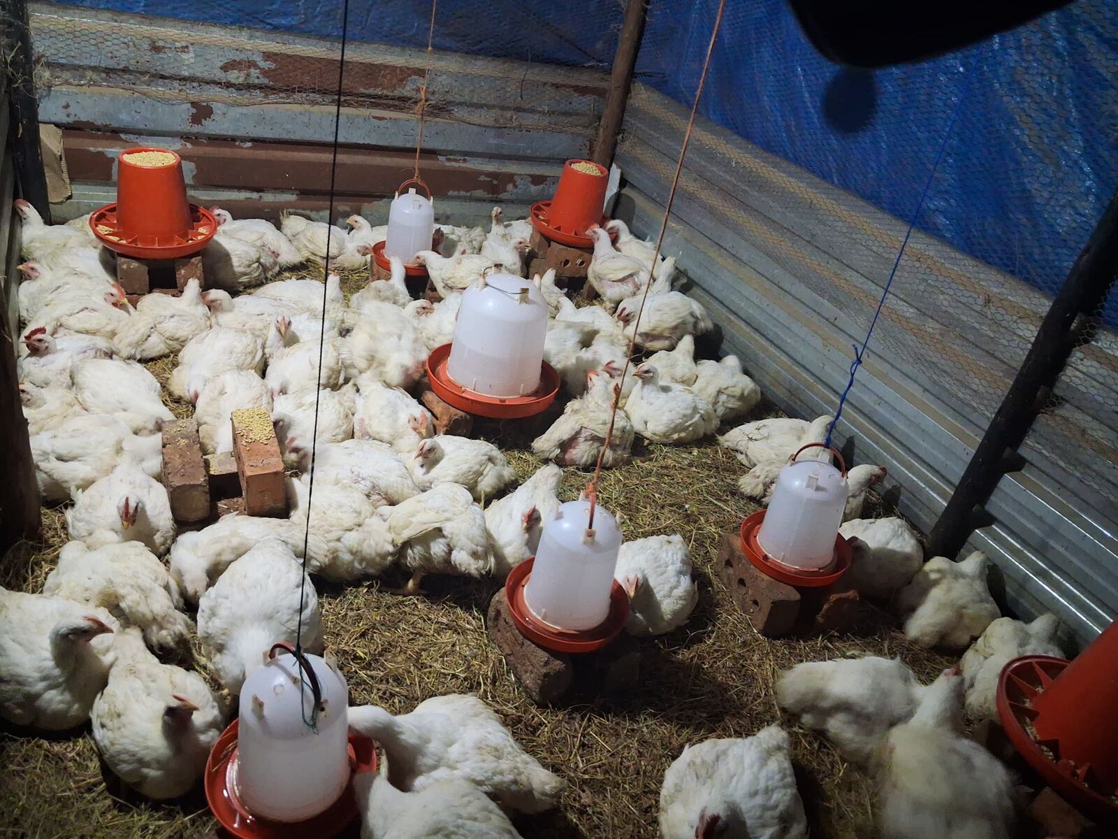 Learners tending the school poultry project